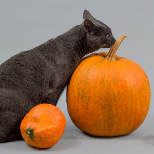 The Benefits of Feeding Pumpkin to Cats